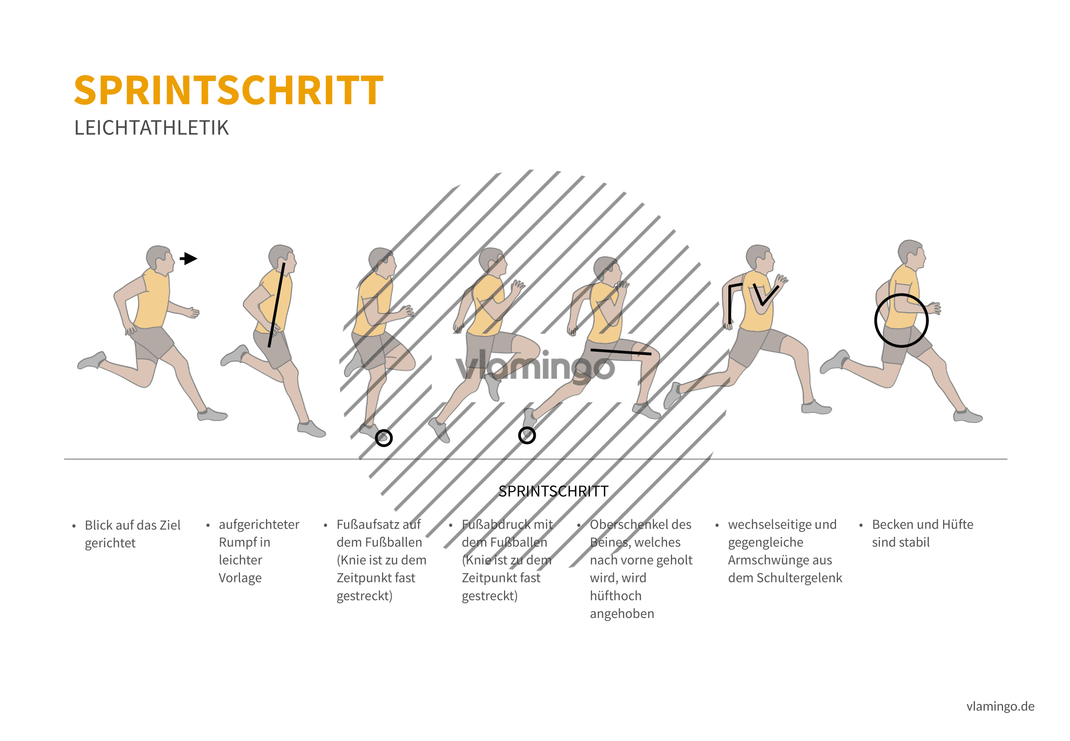 Sprinten: Technik-, Phasen- & Überblick Bewegungsbeschreibung im